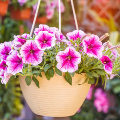 standard hanging flower basket