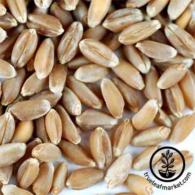 Hard Red wheatgrass seed