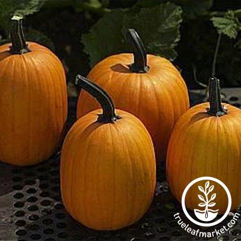 Harvest Jack F1 Pumpkin