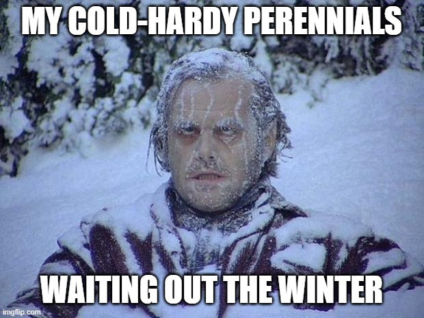 Hardy Perennials in the winter meme