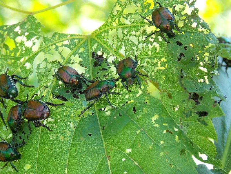 Japanese Beetle Damage