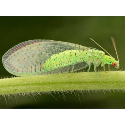 lacewing beneficial insect