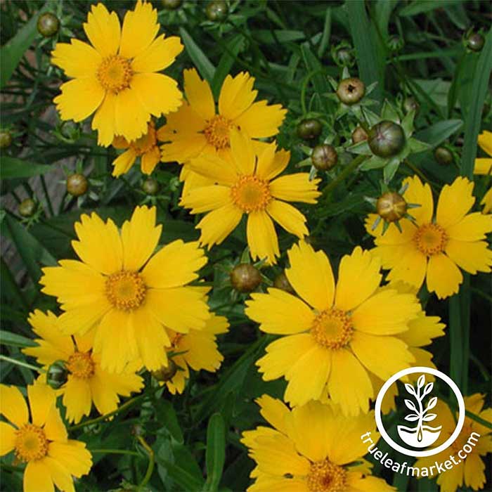 lanceleaf coreopsis