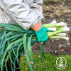 leek-seeds-carantan