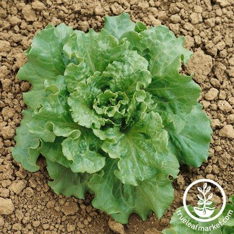 Batavian Lettuce type