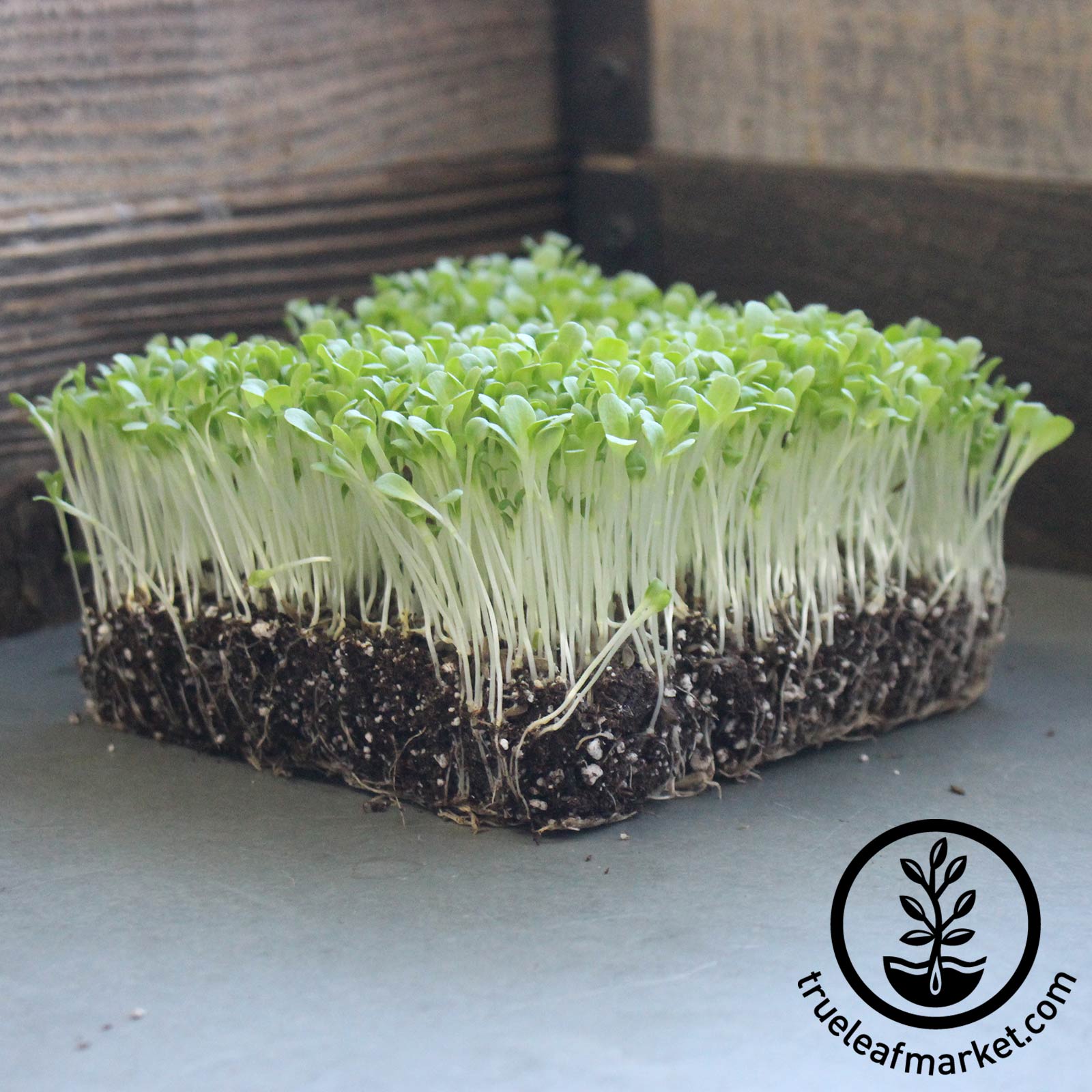 lettuce microgreens