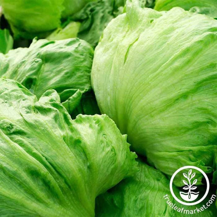 lettuce-crisphead-iceberg-seeds