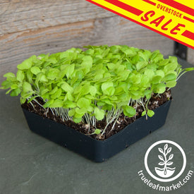 lettuce microgreens mix microgreens sale