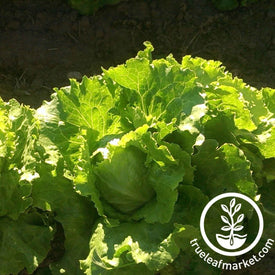 lettuce-seeds-ithaca