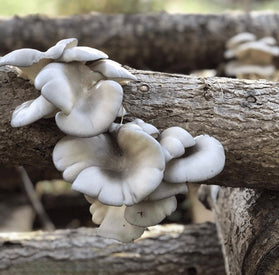 Mushrooms Growing On Logs
