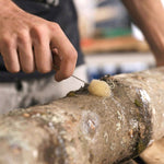 Blue Oyster Mushroom Outdoor Log Growing Kit (Organic) In Use