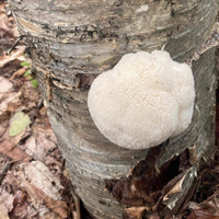 Mushrooms Growing On Logs