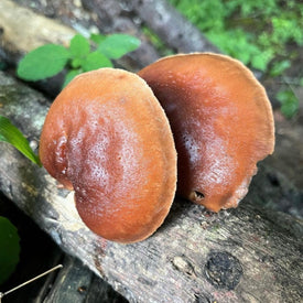 Mushrooms Growing On Log