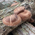 Mushrooms Growing On Log