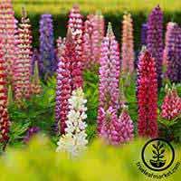 Lupine