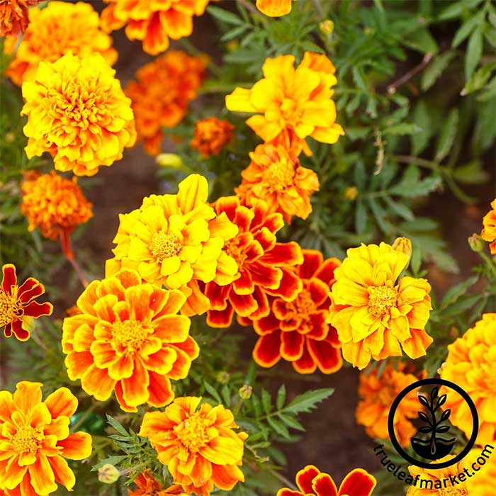 Bonanza french marigold