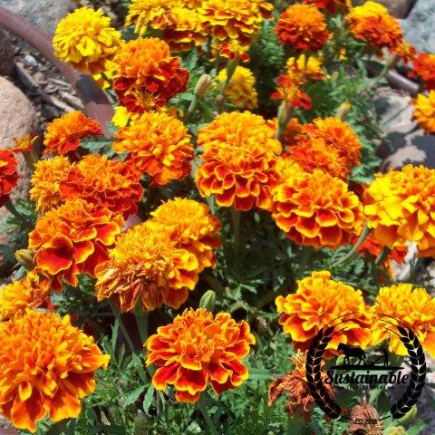 sparky mixture french marigold