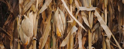 mature dent field corn stalks