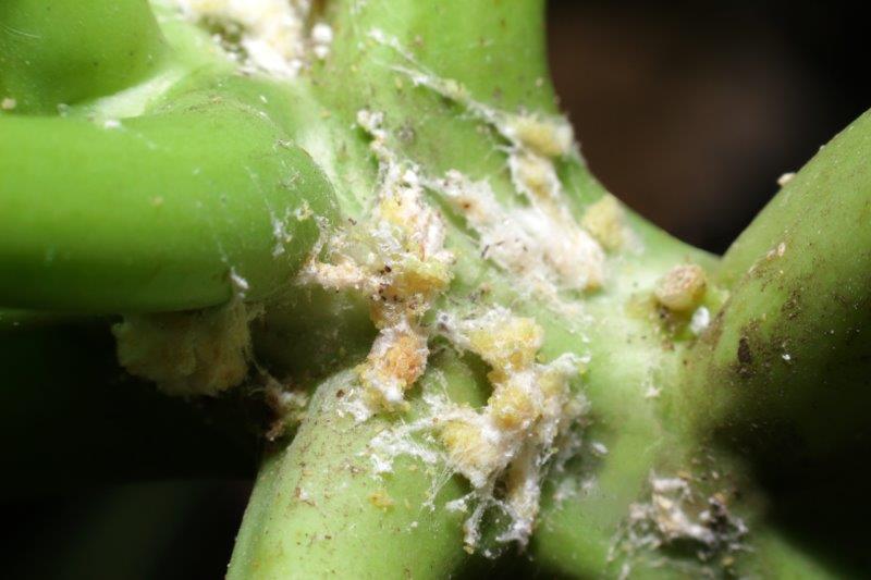 Mealybugs Eggs