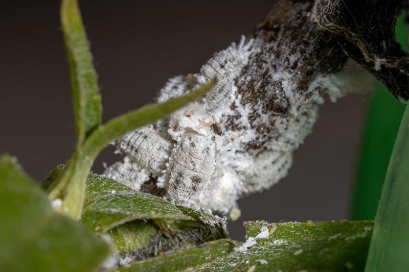 Citrus Mealybug Planococcus citri