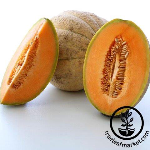 Tuscany Cantaloupe melon