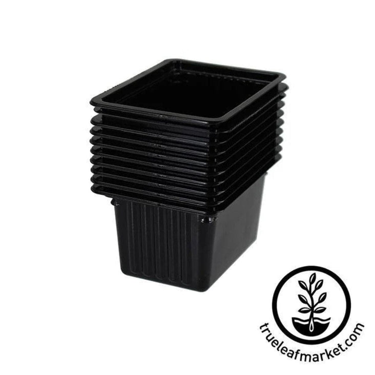micro-punnet-tray