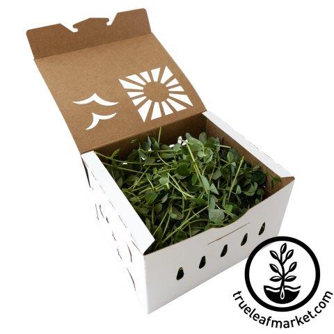 Sustainable Produce & Microgreens Container *Compostable