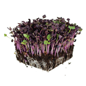 Subscribe and save on microgreens seeds