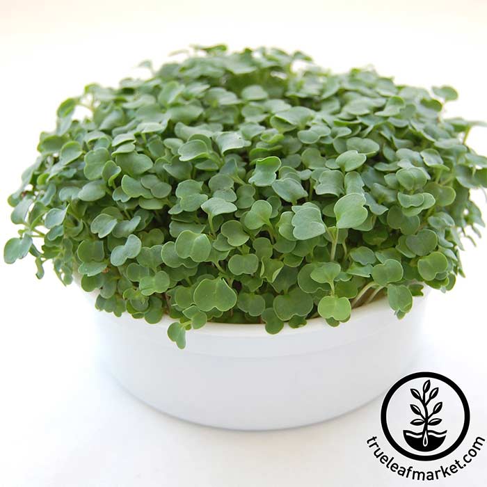 Arugula Microgreens