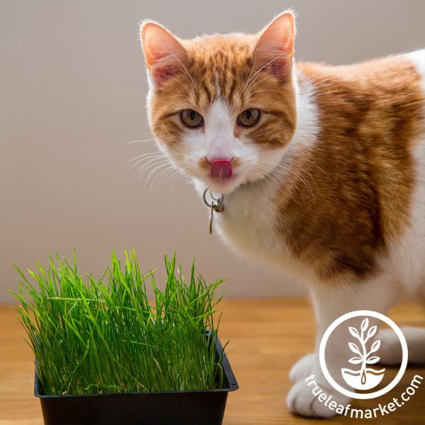 Cat eating wheatgrass