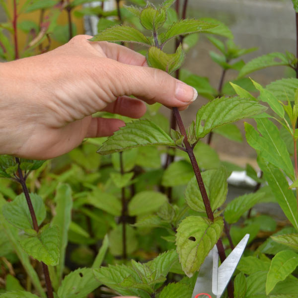 Growing Mint from Cuttings