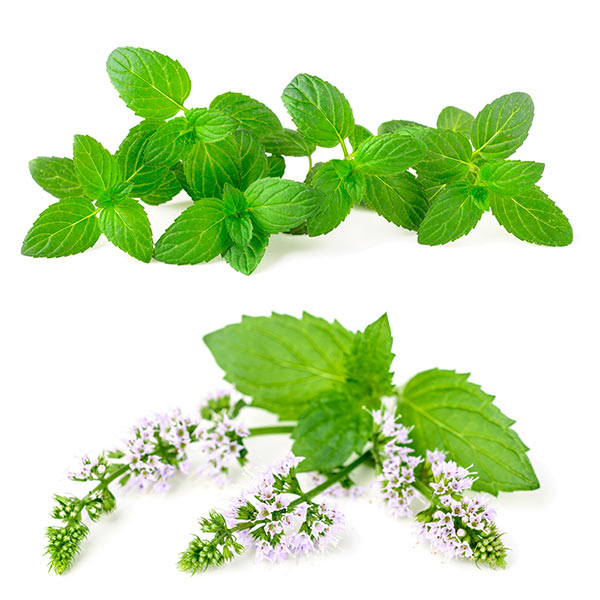 Mint: Planting, Growing, and Harvesting Mint Plants