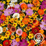 Wildflower Seed Shaker - Save the Monarchs Field of Flowers