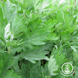 mugwort-seeds