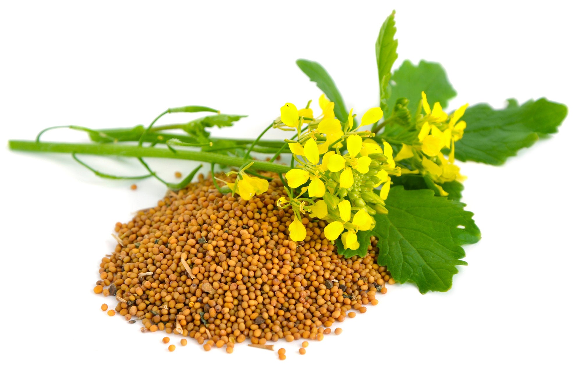 Flowering mustard plant with mustard seeds