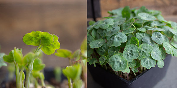 Young Nasturtium