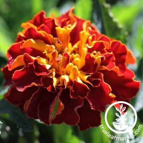 Naughty Marietta french marigold