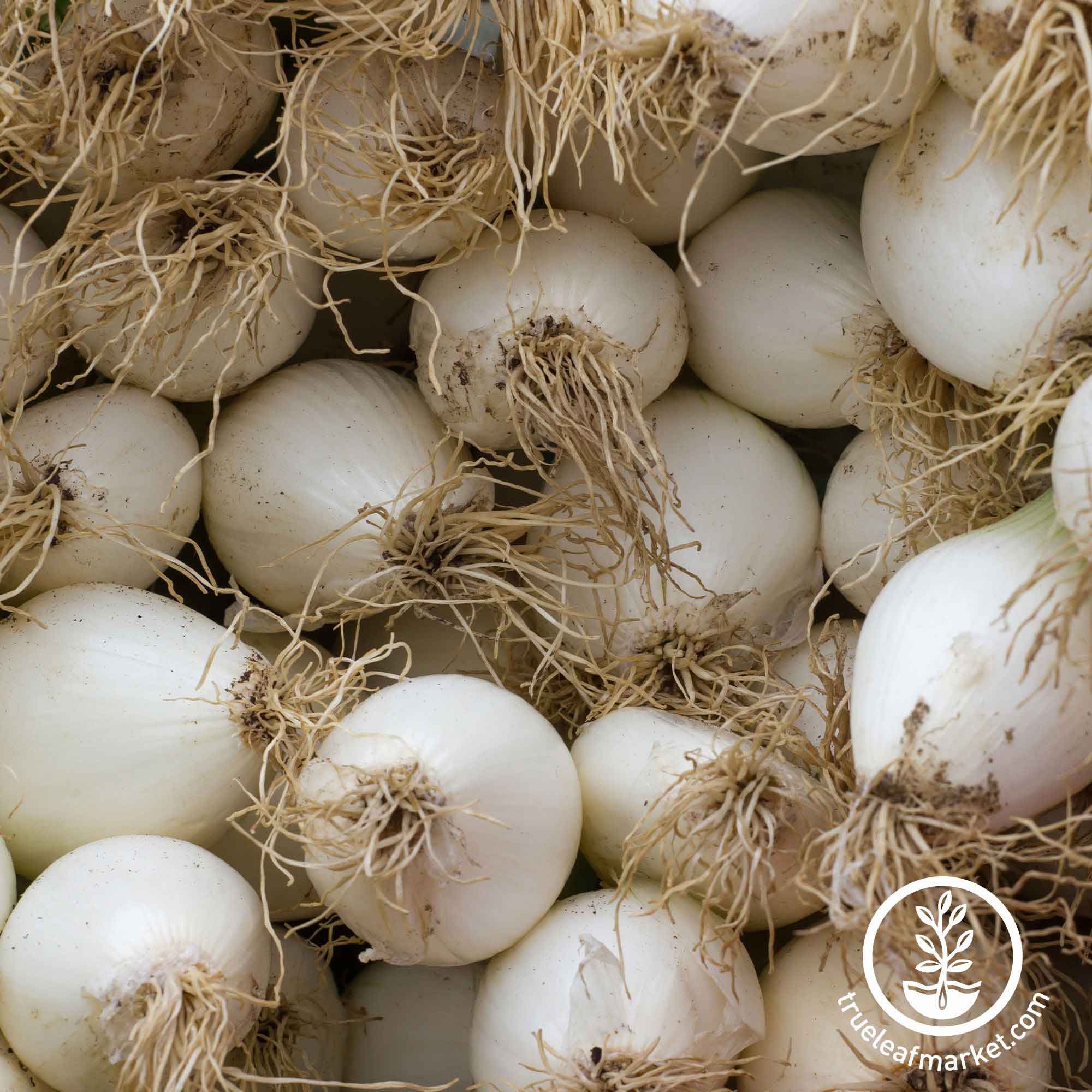 Early White Grano onion
