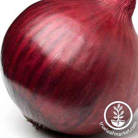 Red Creole onion