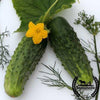 organic-sumter-cucumbers