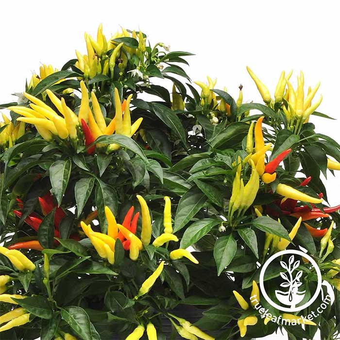 Chilly Chili AAS Winning Ornamental pepper