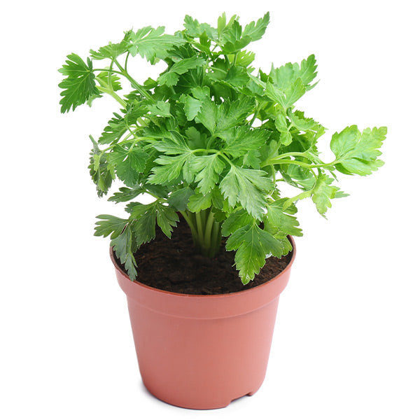 Parsley in a pot