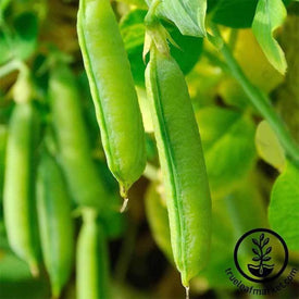 pea-snap-sugar-snap-treated