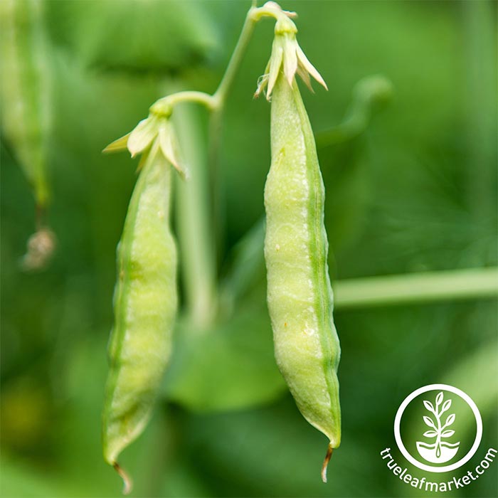 Organic Yellow Pea