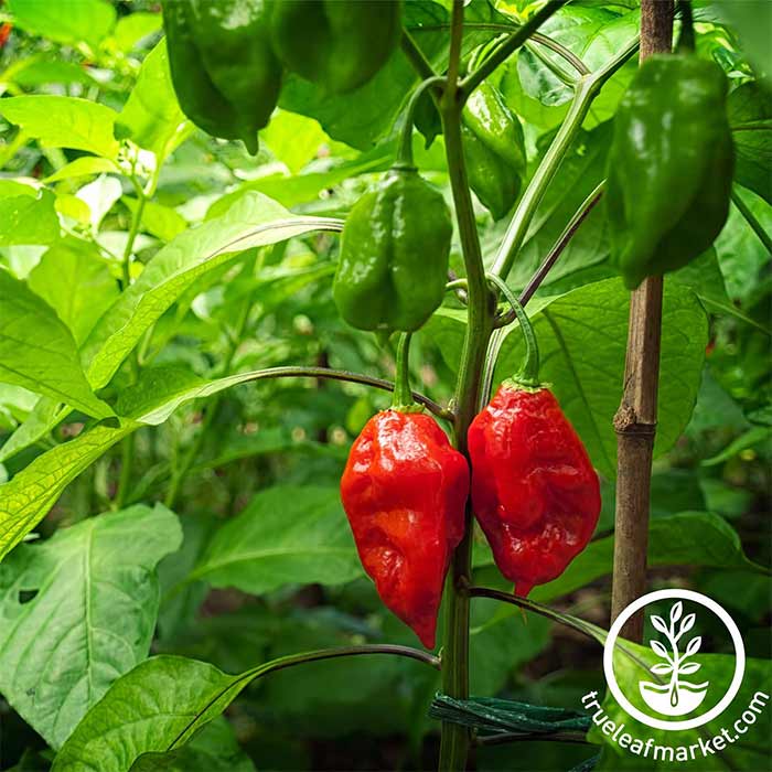 Bhut Jolokia Ghost Extremely Hot Pepper