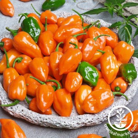 Cienfuegos Orange Extremely Hot Pepper