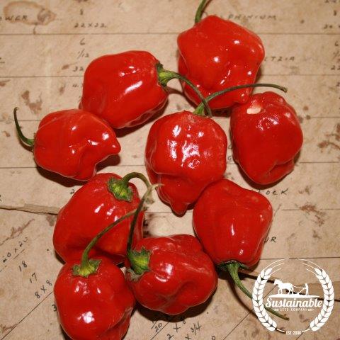 Caribbean Red Habanero Extra Hot Pepper