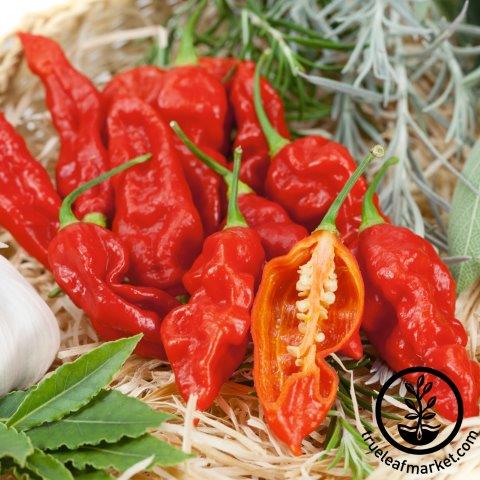 Wicked Ghost Hybrid Extremely Hot Pepper