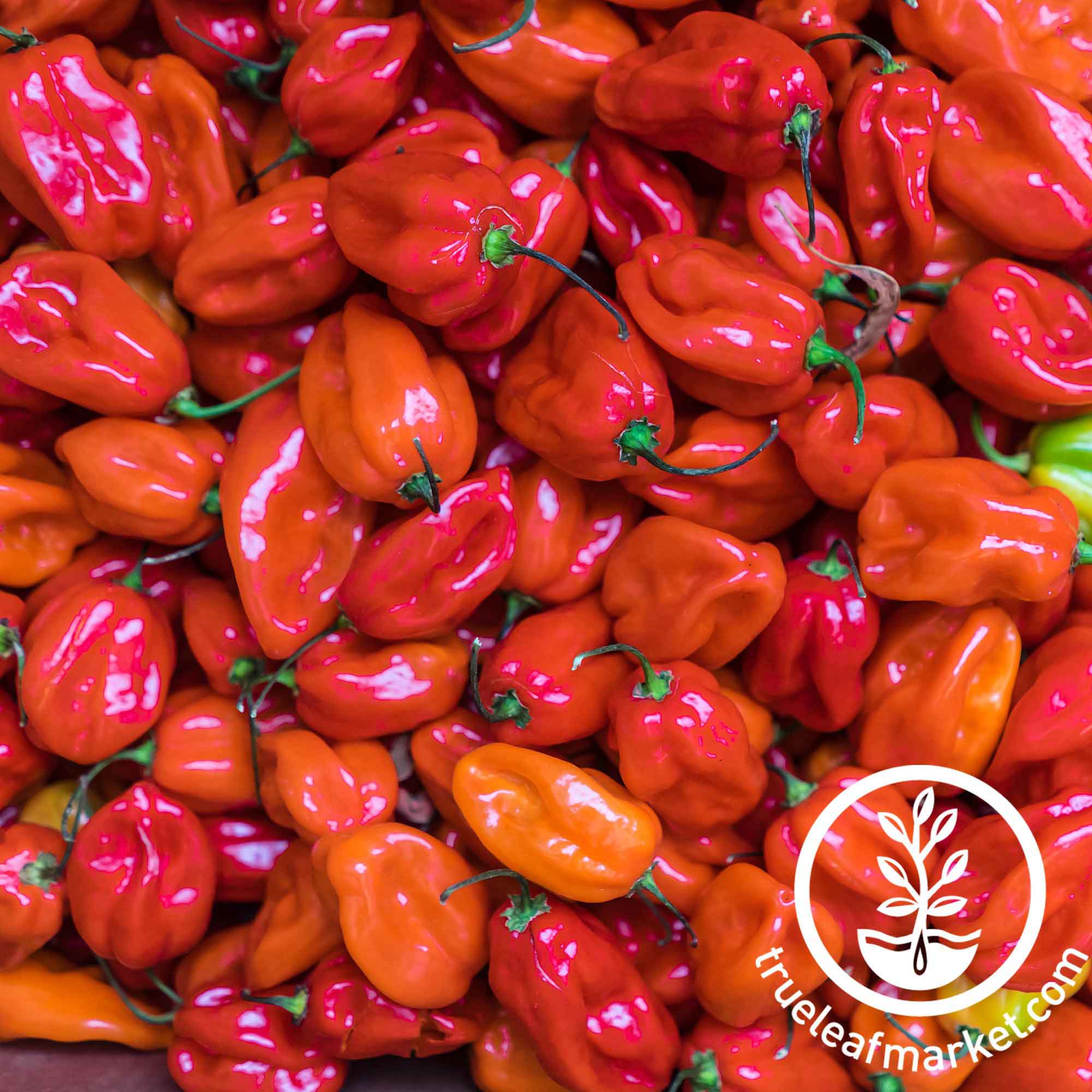 Scotch Bonnet Scoville