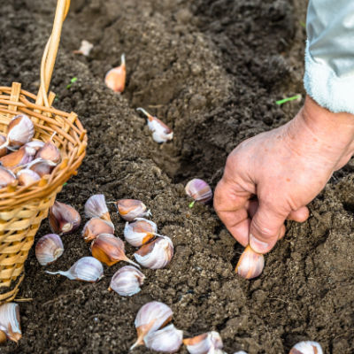 planting garlic cloves